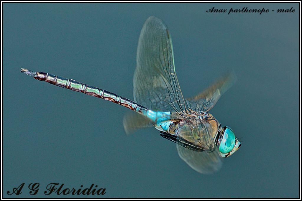 Dragonflies from Malta